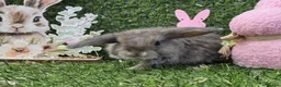 Mini Lop rabbits for sale: Mini lop babies for sale - Advert 12