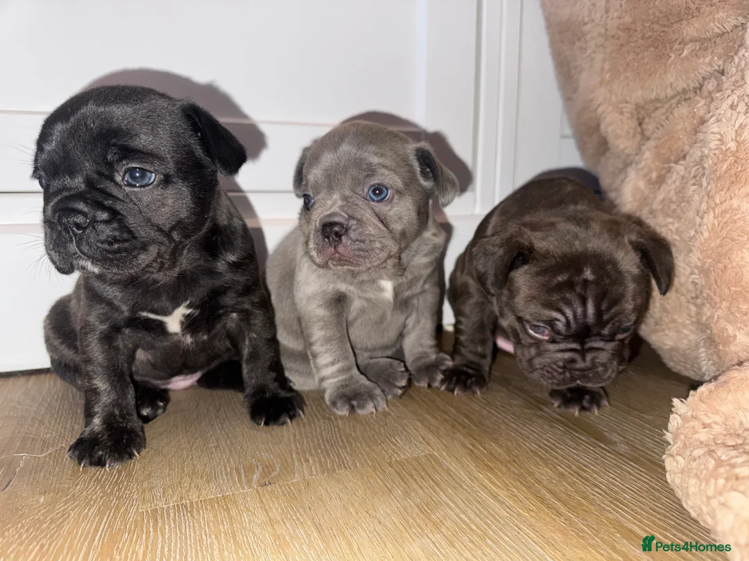 French Bulldog dogs for sale: 3 beautiful frenchie puppy’s - Advert 1