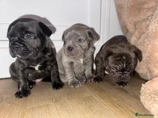 French Bulldog dogs 3 beautiful frenchie puppy’s - Advert 15