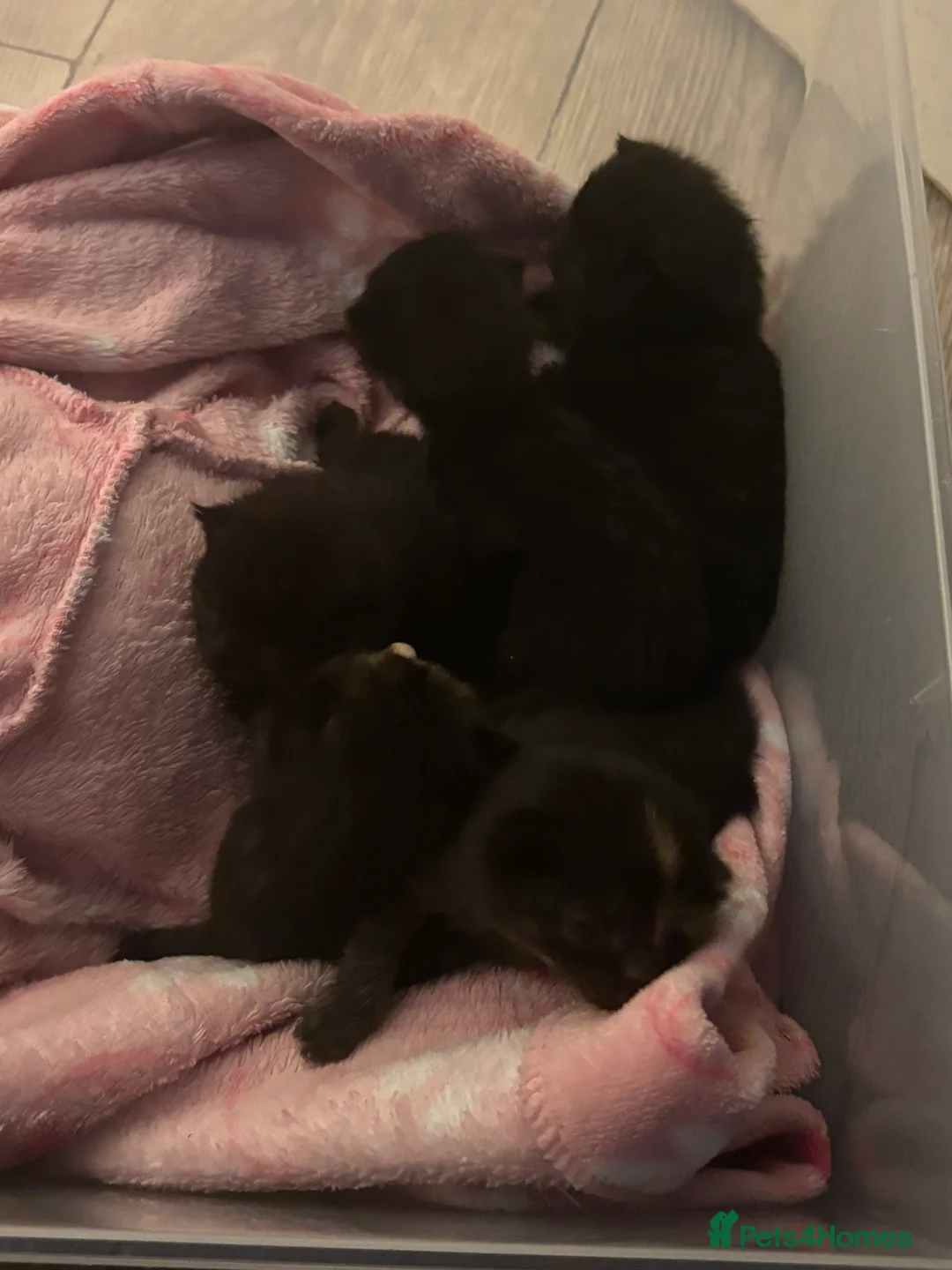 Bombay cats for sale: Mother and her two litters need to be rehomed - Advert 3