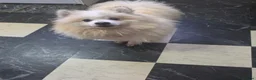 Pomeranian dogs for sale: Leo dog - Advert 5