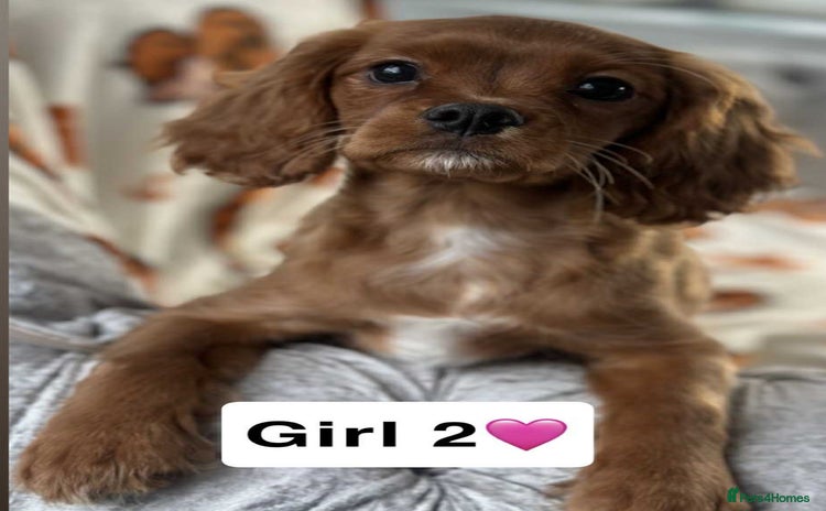 Cavalier King Charles Spaniel dogs - Advert 1