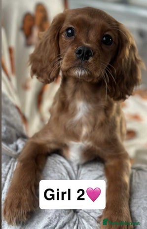 Cavalier King Charles Spaniel dogs - Advert 1