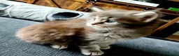 Maine Coon cats for sale: Beautiful pure Bred Maine Coon Kittens  - Advert 5