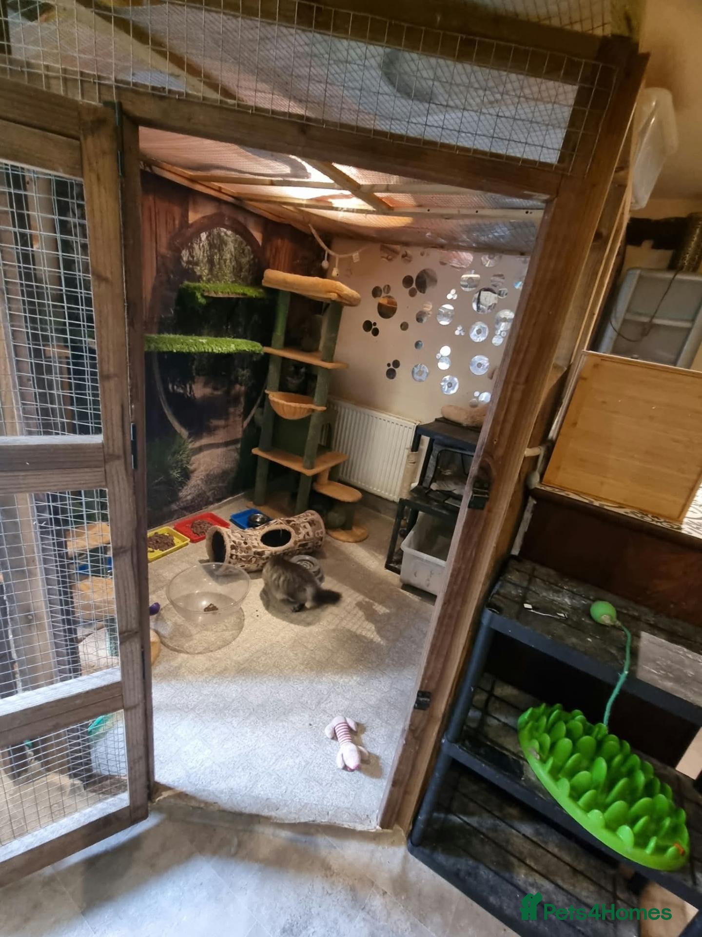 Maine Coon cats for sale: Pedigree Mainecoon kittens Ready now - Advert 1