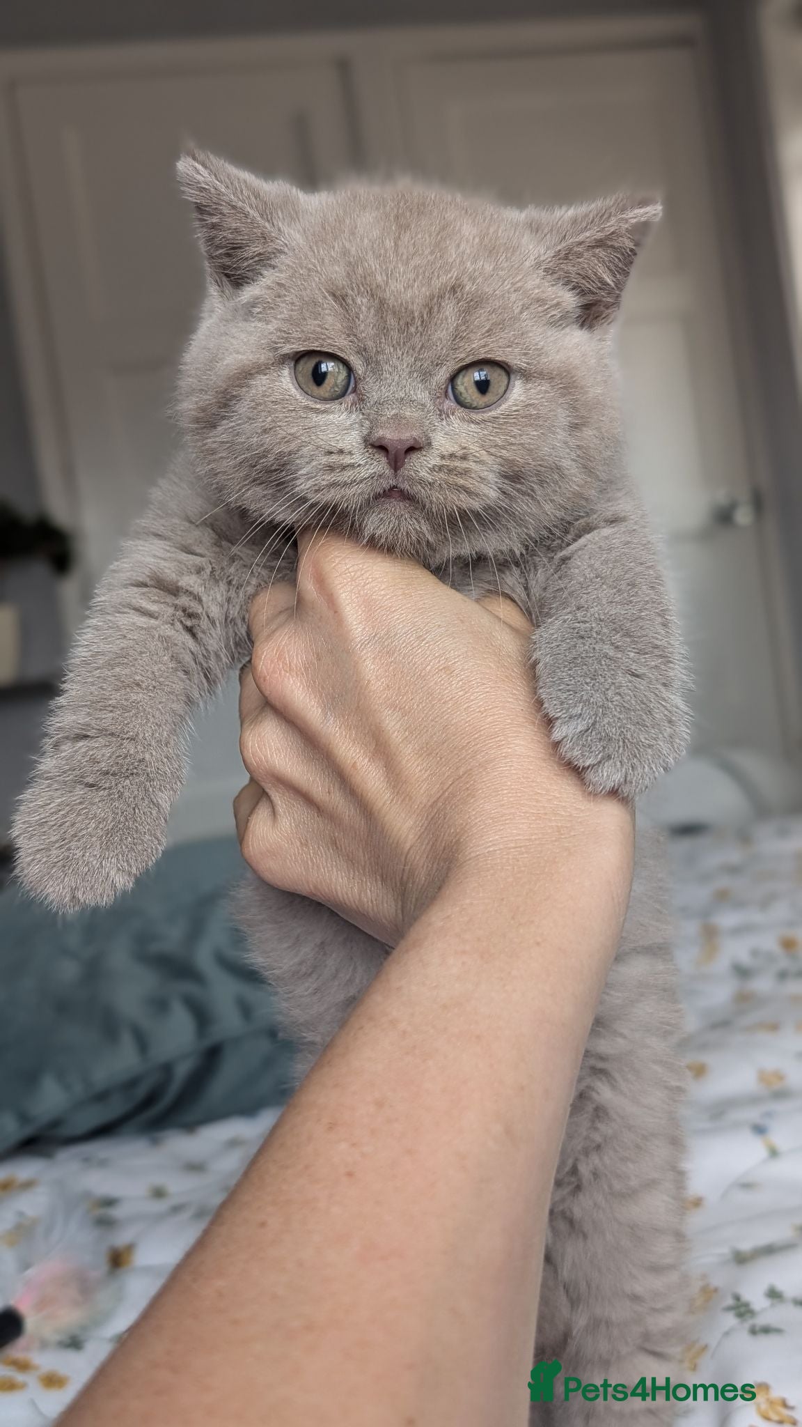 British Shorthair cats GCCF REGISTERED OUTSTANDING BRITISH SHORTHAIR  - Advert 1
