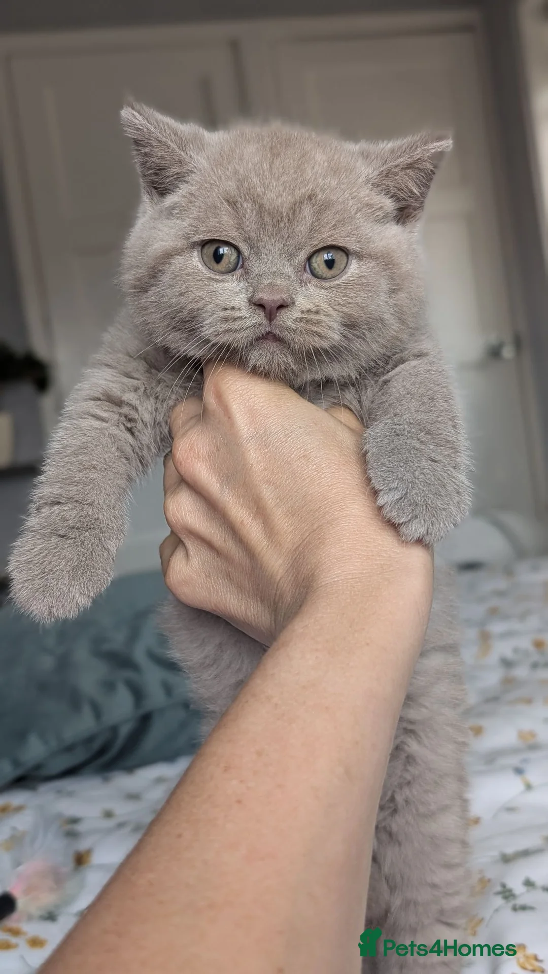 British Shorthair cats for sale: GCCF REGISTERED OUTSTANDING BRITISH SHORTHAIR  - Advert 1
