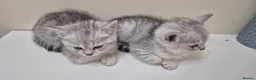 Mixed Breed cats for sale: Beautiful Female Persian Cross Kittens - Advert 5