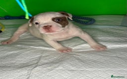 American Bulldog dogs for sale: American Bulldog - Image 9