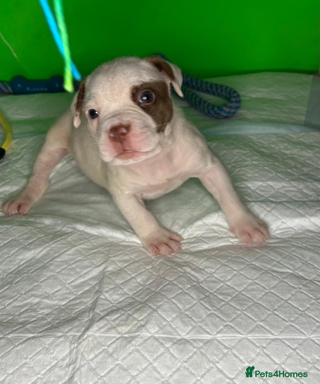 American Bulldog dogs for sale: American Bulldog - Image 9