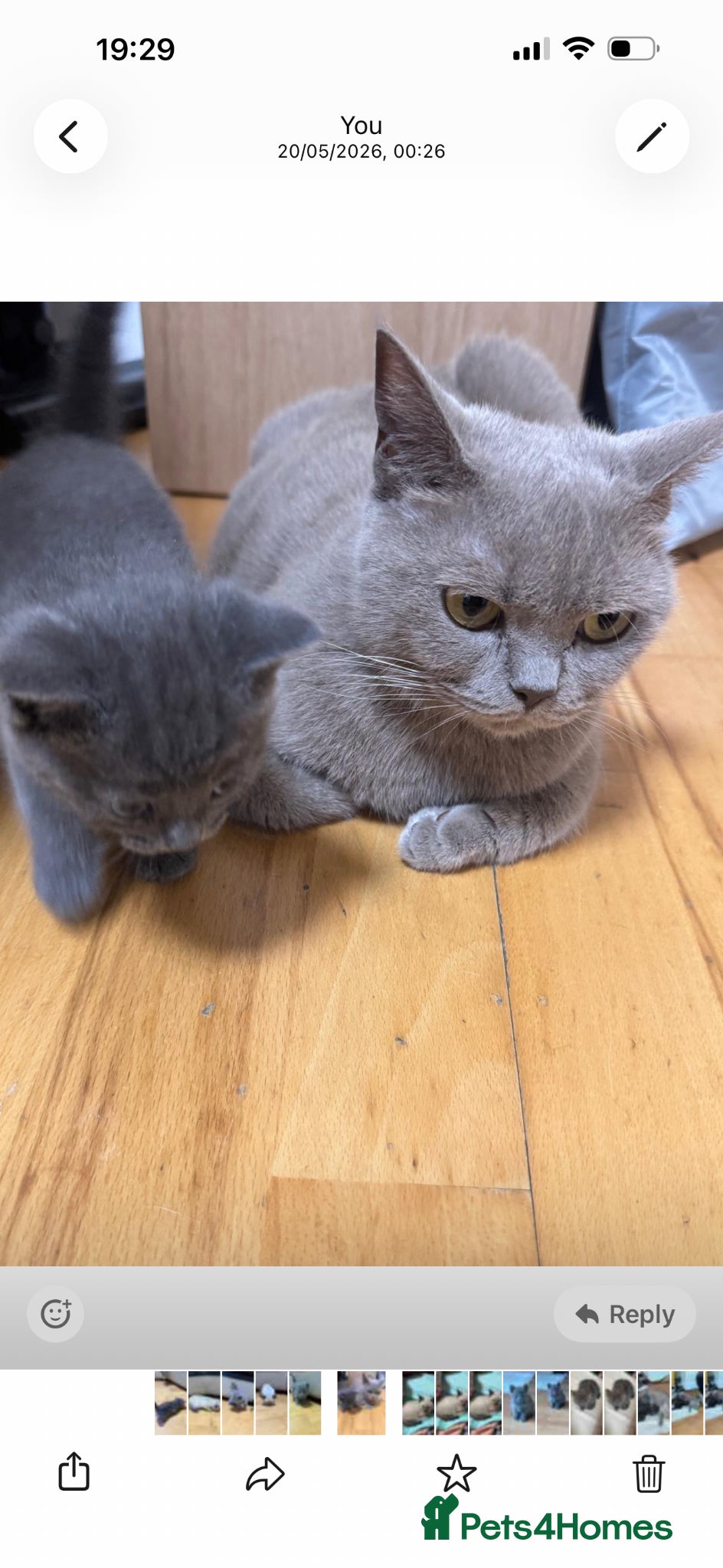 British Shorthair cats for sale: 3beautiful girls ready to find their forever home  - Advert 7