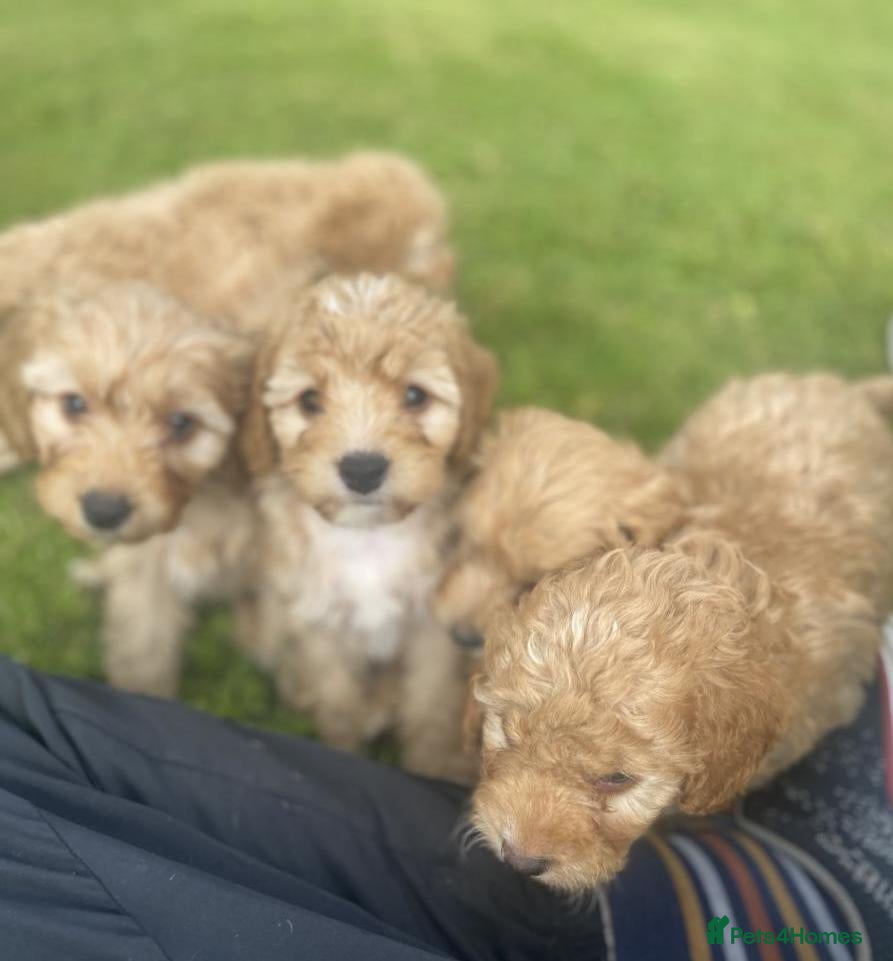 Cavapoo dogs Cavapoo puppies  - Advert 1