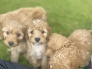 Cavapoo dogs Cavapoo puppies - Advert 1