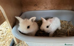 Netherland Dwarf rabbits for sale: Beautiful tamed Bunnies for sale  - Advert 2