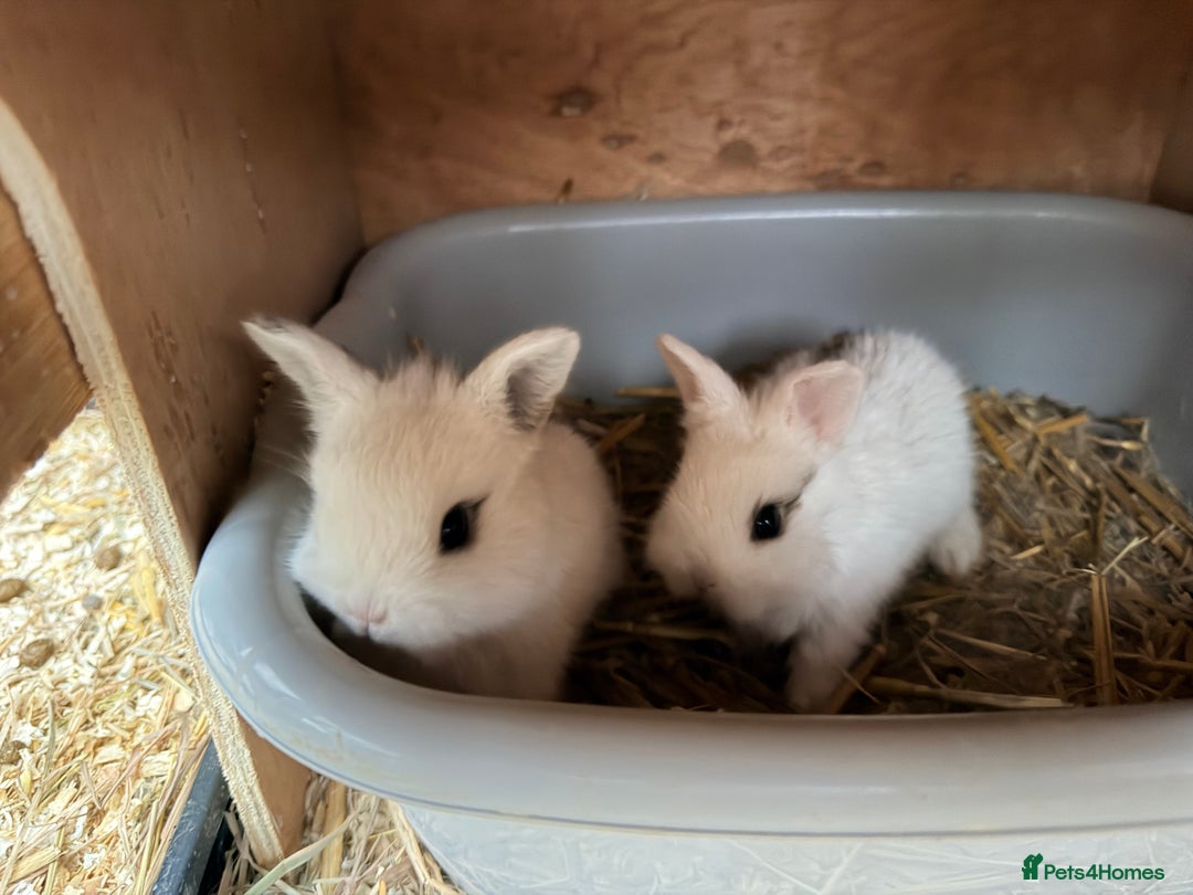 Netherland Dwarf rabbits for sale: Beautiful tamed Bunnies for sale  - Advert 2