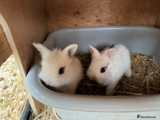 Netherland Dwarf rabbits Beautiful tamed Bunnies for sale - Advert 16