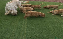 Cockapoo dogs for sale: Cockapoo puppys for sale - Image 21