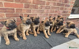 Belgian Shepherd Dog dogs for sale: Belgian Shepherd puppies - Advert 7
