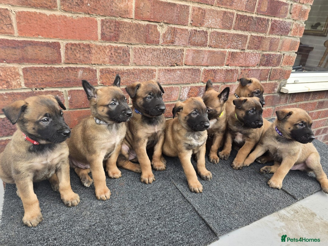 Belgian Shepherd Dog dogs for sale: Belgian Shepherd puppies - Advert 7