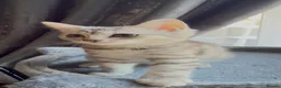 Scottish Fold cats for sale: 💞BEAUTIFUL KITTENS 💞 - Advert 16