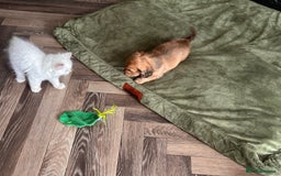 Miniature Dachshund dogs for sale: Beautiful KC reg Miniature Dachshund Bubbies - Image 9