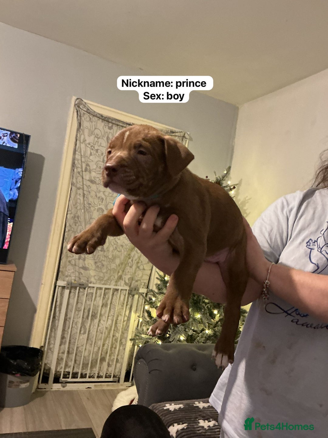 Mixed Breed dogs for sale: Puppies for sale  - Advert 3