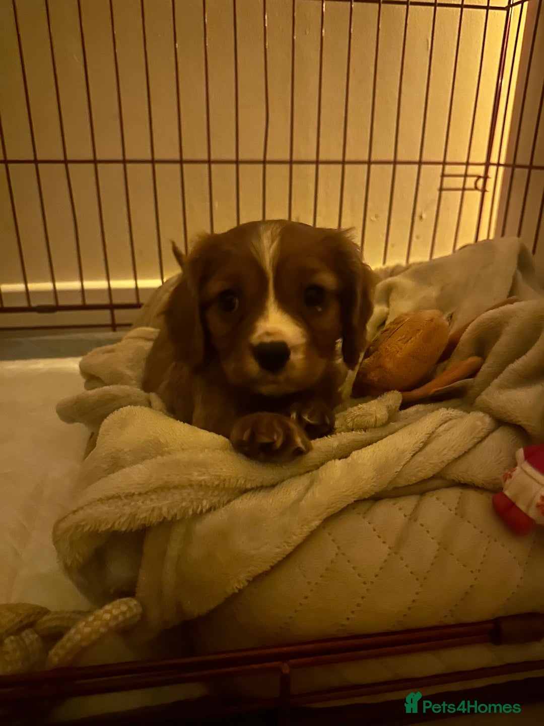Cavalier King Charles Spaniel dogs for sale: Ruby King Charles puppy for rehoming  - Advert 1