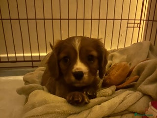 Cavalier King Charles Spaniel dogs Ruby King Charles puppy for rehoming - Advert 2