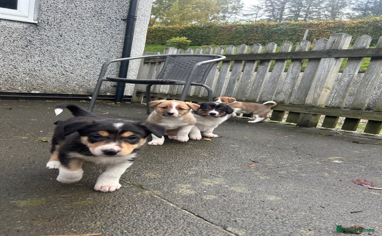 Border Collie dogs - Advert 1