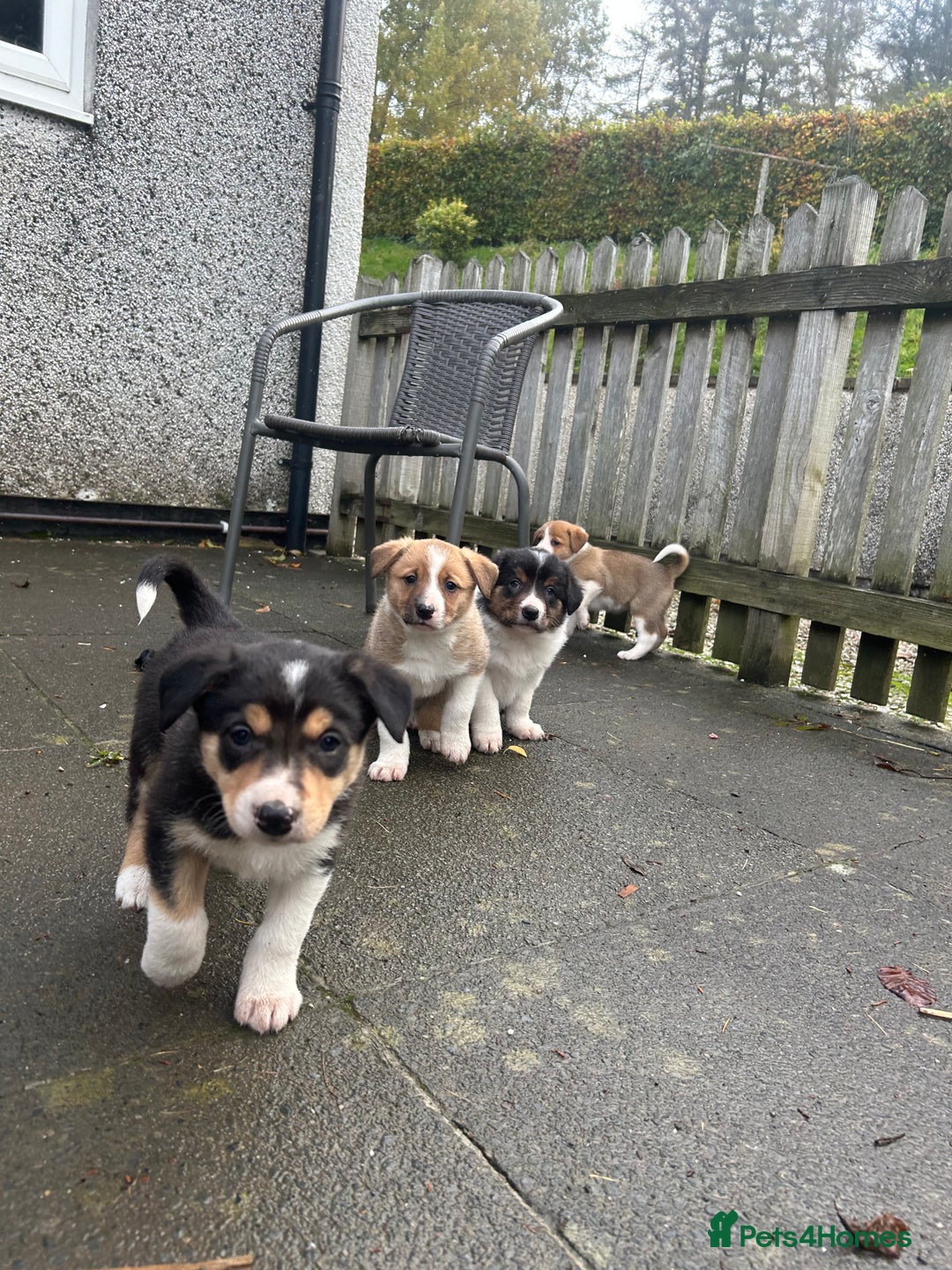 Border Collie dogs for sale: Welsh Red/Tri Coloured Collie Pups For Sale - Image 1
