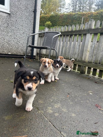 Border Collie dogs - Advert 1