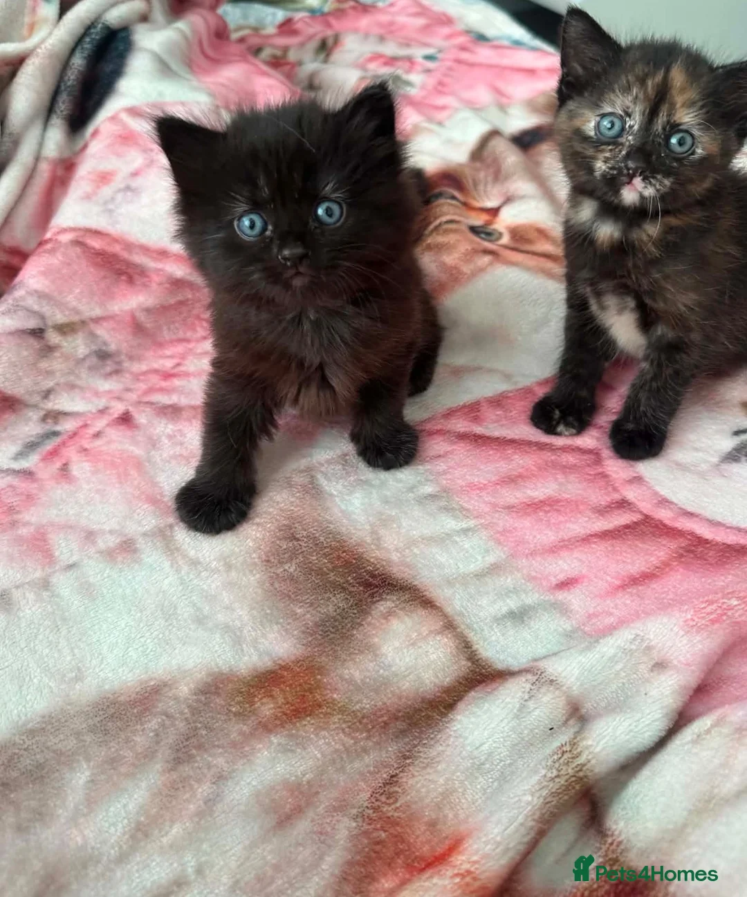 Mixed Breed cats for sale: Kitten  - Advert 5