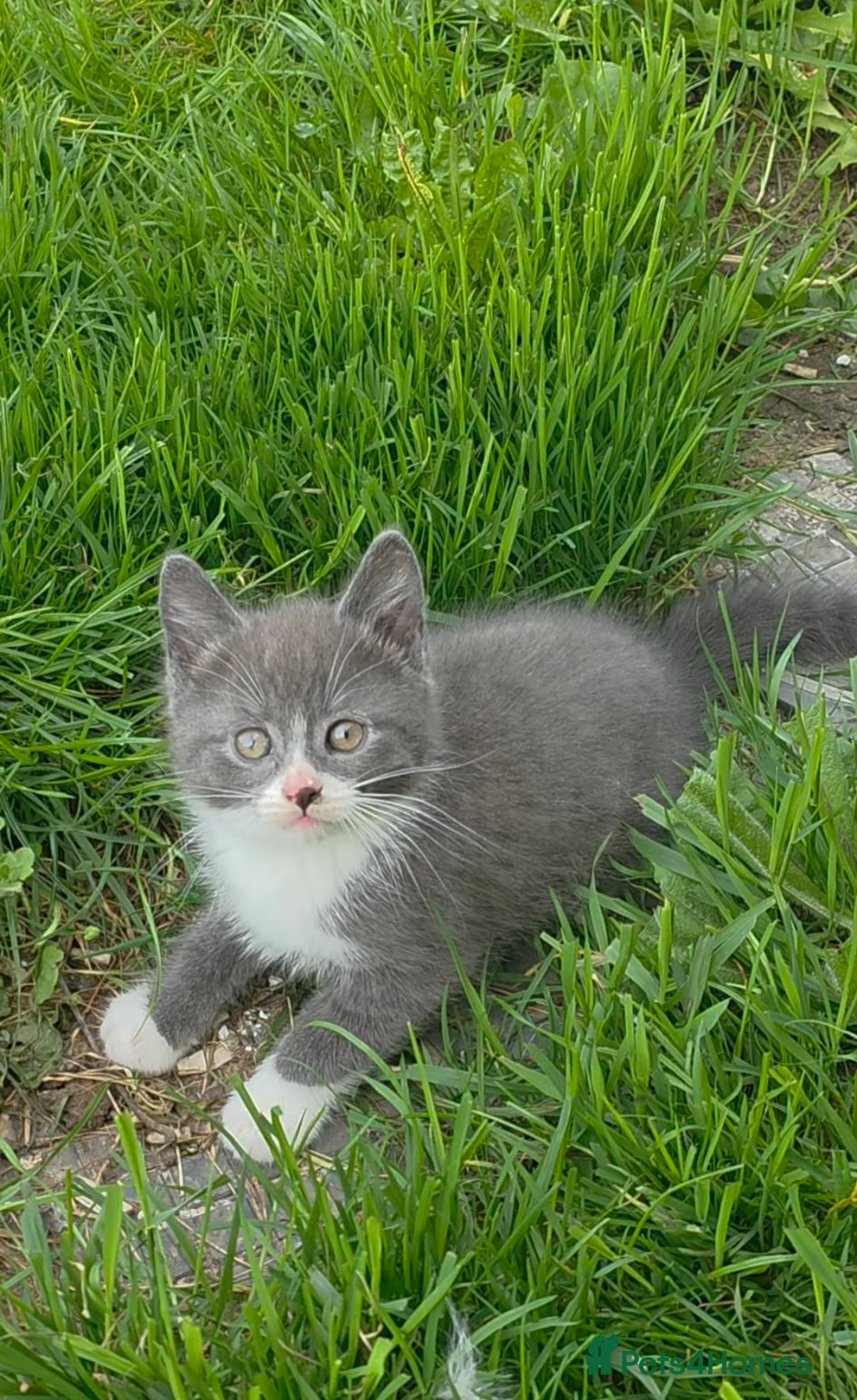 Mixed Breed cats for sale: Last one beautiful kitten boy  - Advert 1