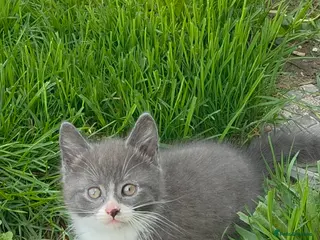 Mixed Breed cats Last one beautiful kitten boy - Advert 1