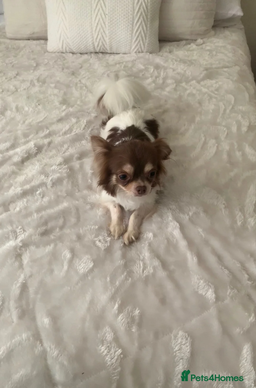 Chihuahua dogs for sale: Stunning chocolate tan & white Chihuahua Sheffield - Advert 2