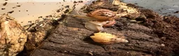 Snails invertebrates for sale: African Land Snails - Looking for a New Home  - Advert 7