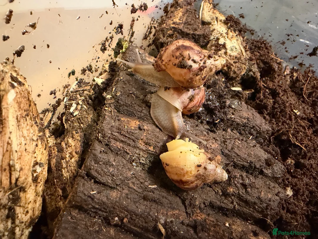 Snails invertebrates for sale: African Land Snails - Looking for a New Home  - Advert 7