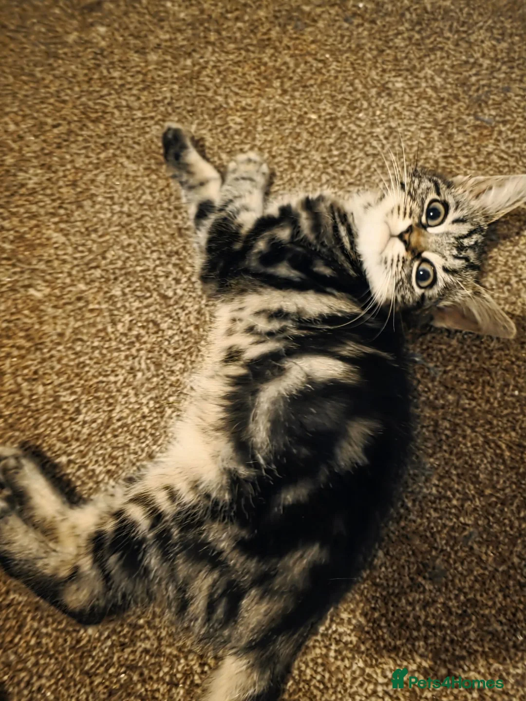 Mixed Breed cats for sale: Tabby kittens  - Advert 2