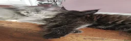 Maine Coon cats for sale: Maine Coon kittens - Advert 1