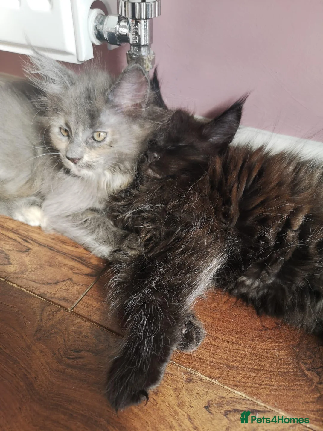 Maine Coon cats for sale: Maine Coon kittens - Advert 1