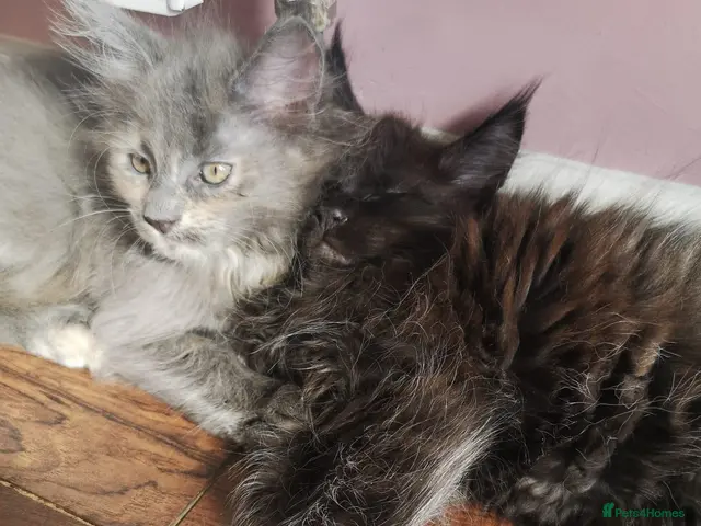 Maine Coon cats Maine Coon kittens ready to go! - Advert 21