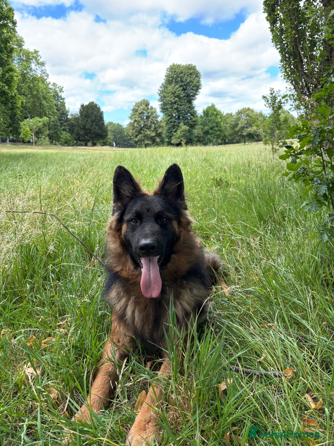 German Shepherd dogs for sale: Rehoming 1 Year Old German Shepherd Male - Image 11