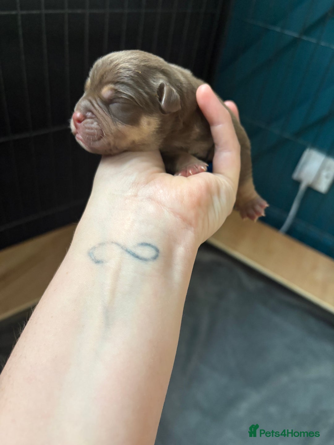Olde English Bulldogge dogs for sale: Olde English Bulldogge Litter. - Image 2