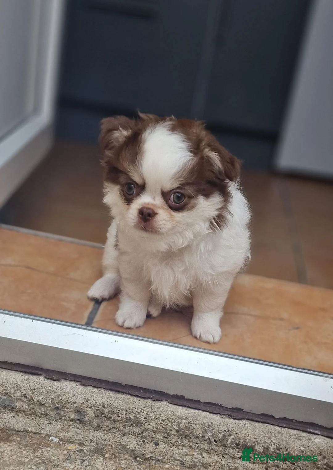 Chihuahua dogs for sale: READY NOW KC reg CHIHUAHUA Long coat chocolate boy - Advert 2