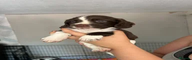 Sprocker 4