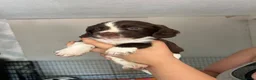 Sprocker dogs for sale: 8 Beautiful Sprocker Puppies  - Advert 5