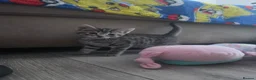 Mixed Breed cats for sale: Beautiful kittens  - Advert 31