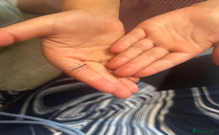 Stick Insects invertebrates - Advert 1