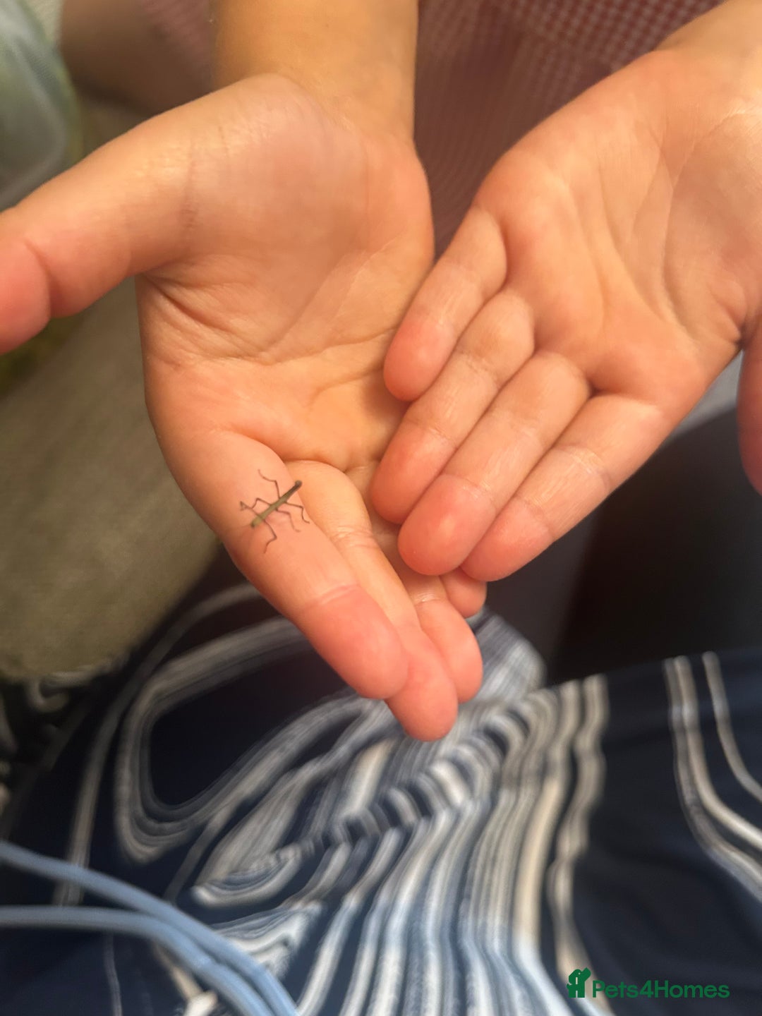 Stick Insects invertebrates for sale: Indian Stick Insects - Image 1