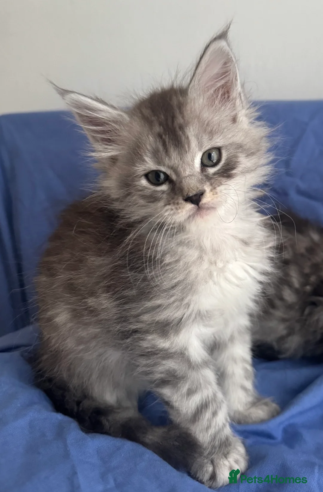 Maine Coon cats for sale: Champion line Maine coon active kittens - Advert 1